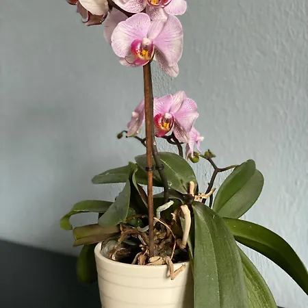 酒店 Rheinischer Hof